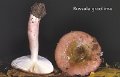 Russula gracillima-amf1697